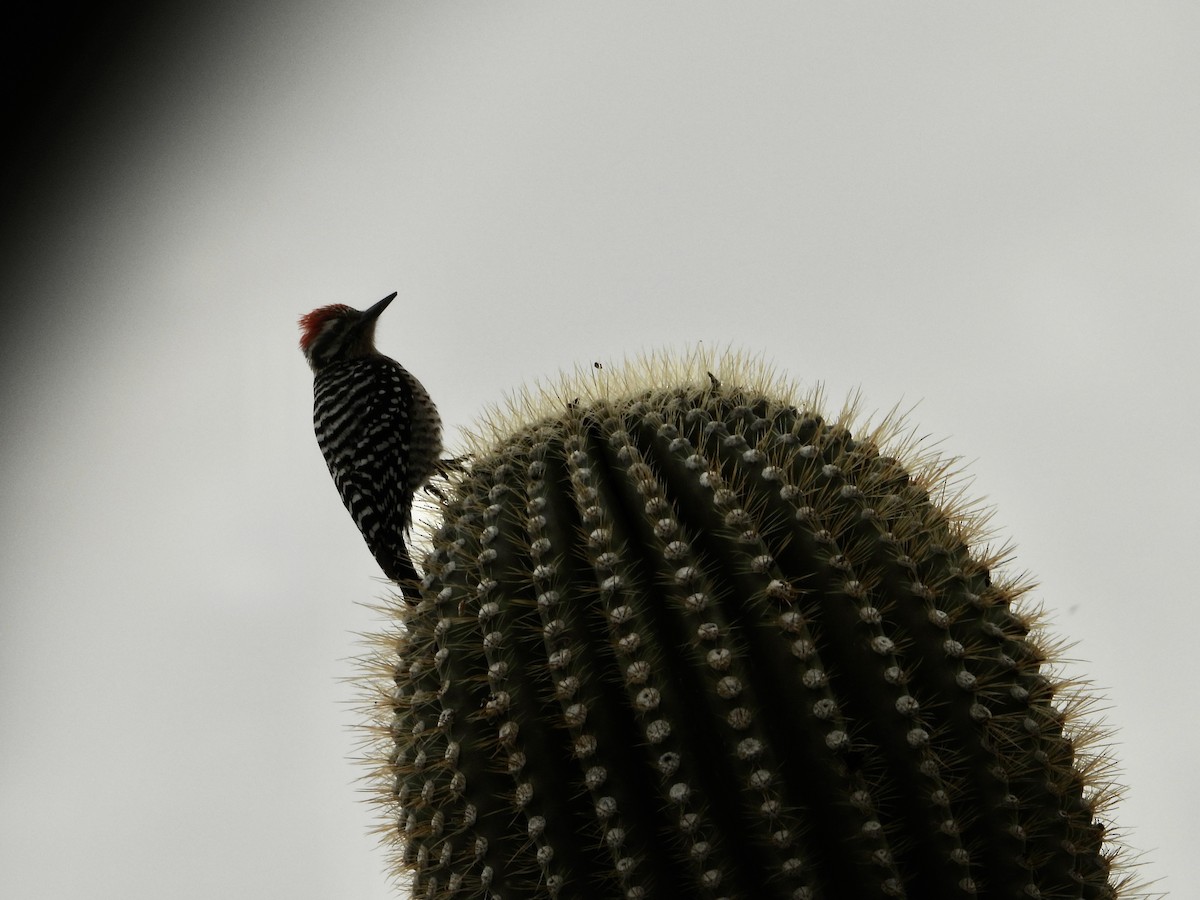 Ladder-backed Woodpecker - Usha Tatini