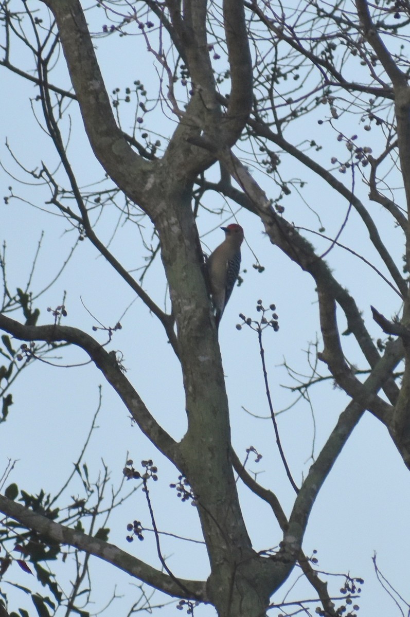 Red-bellied Woodpecker - ML399580631