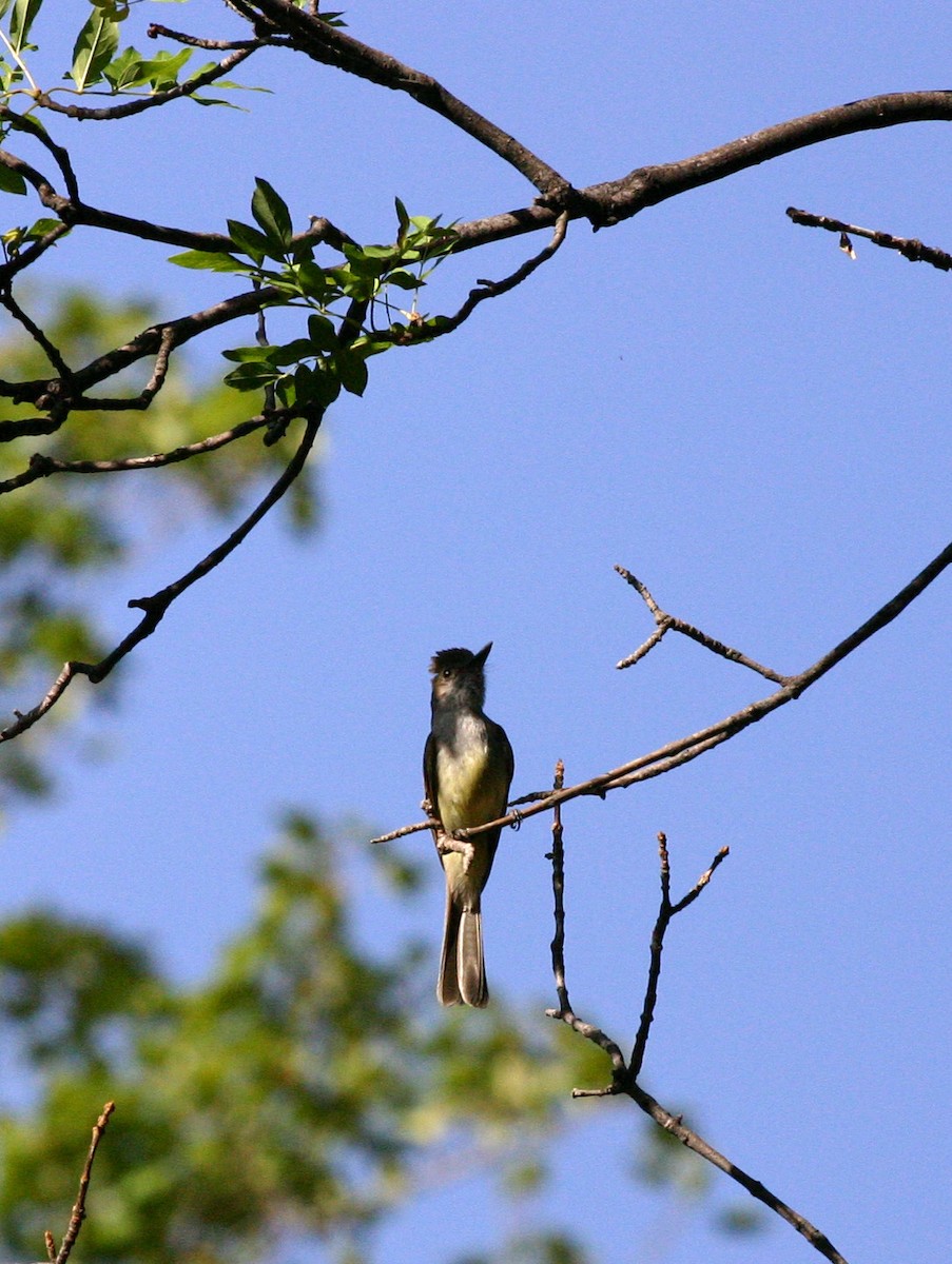 Dusky-capped Flycatcher - ML399581051