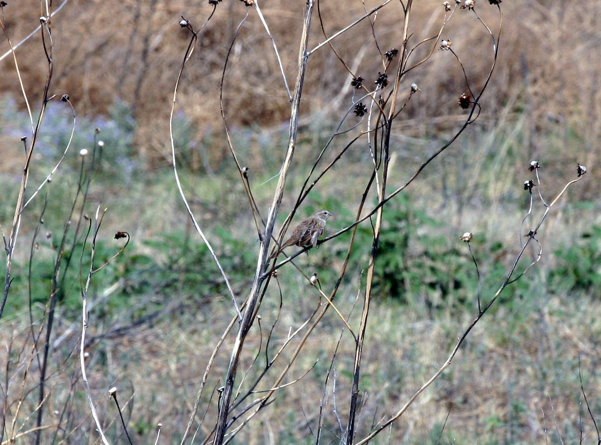 Botteri's Sparrow - ML399581221