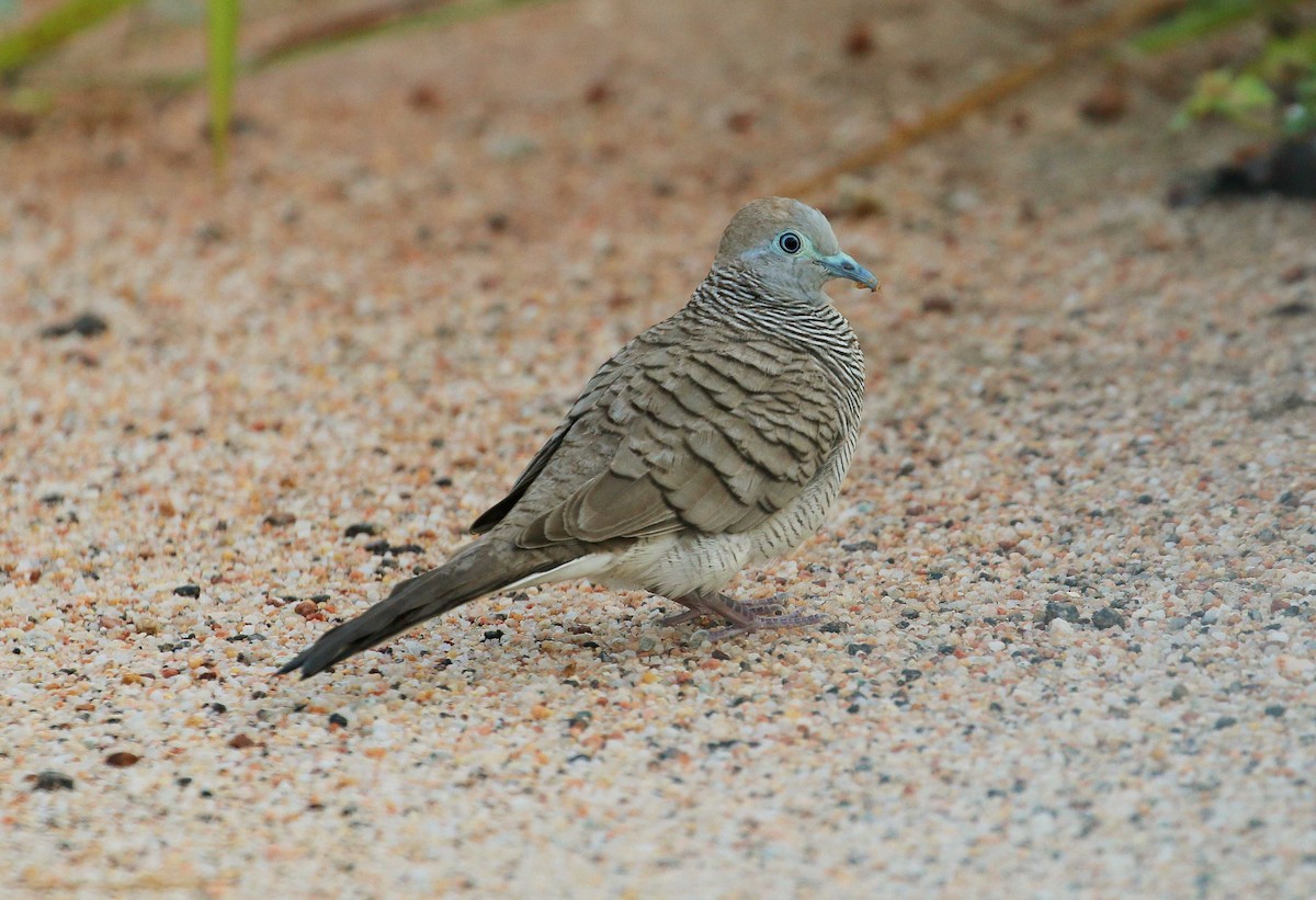 Zebra Dove - ML39958371