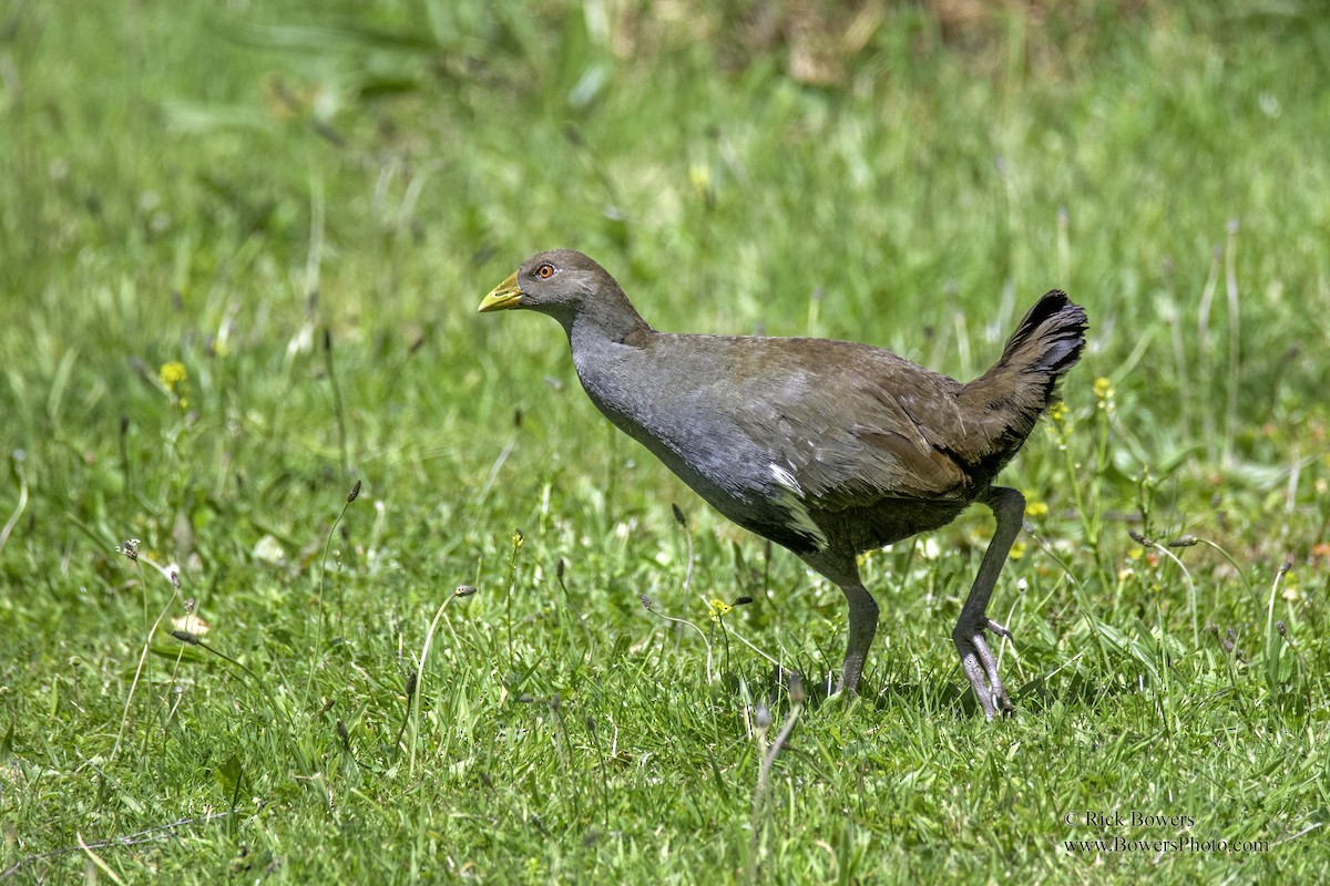 Tasmanian Nativehen - Rick Bowers