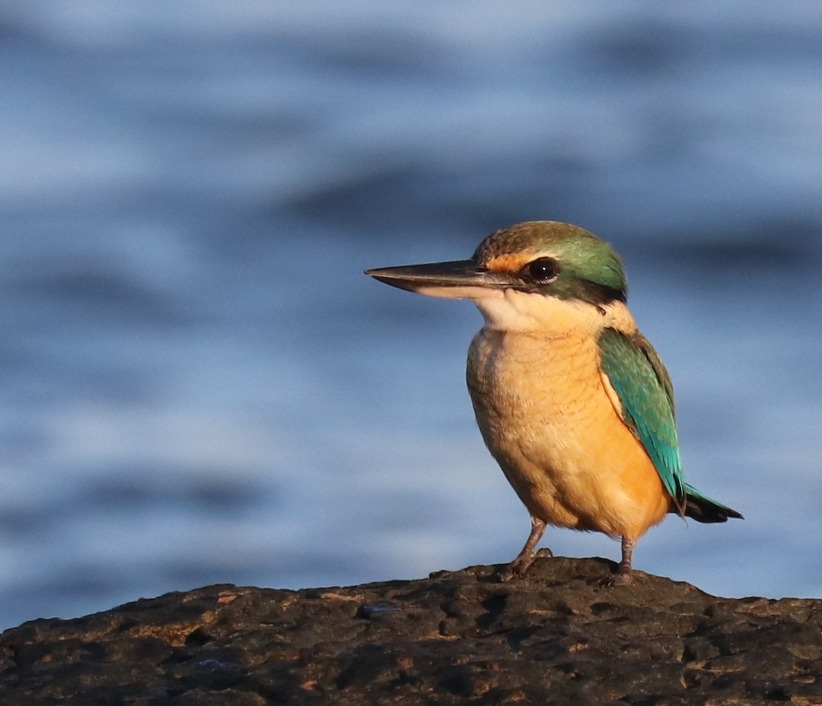 Sacred Kingfisher - Tim Peisker