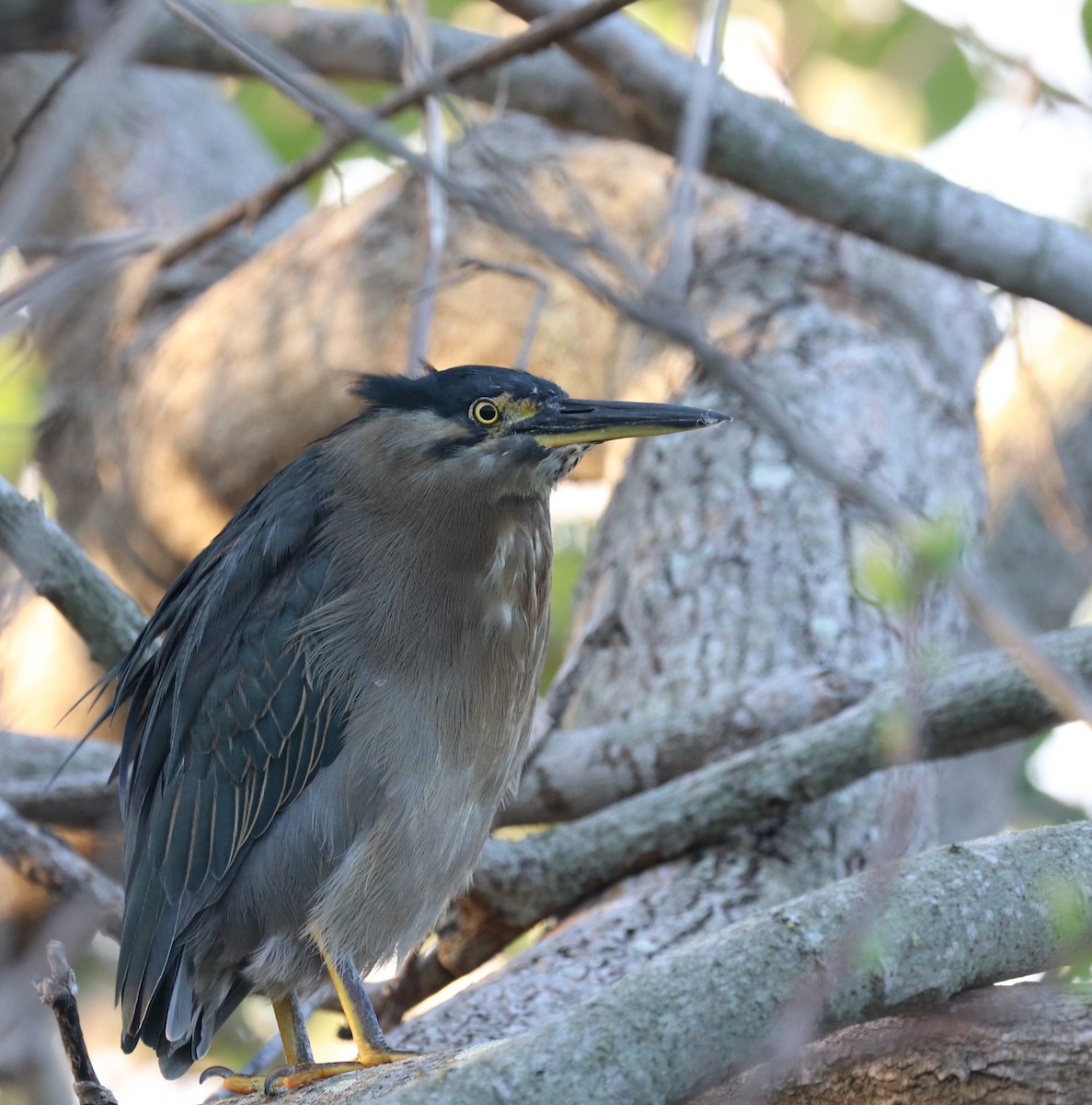 Striated Heron - Tim Peisker