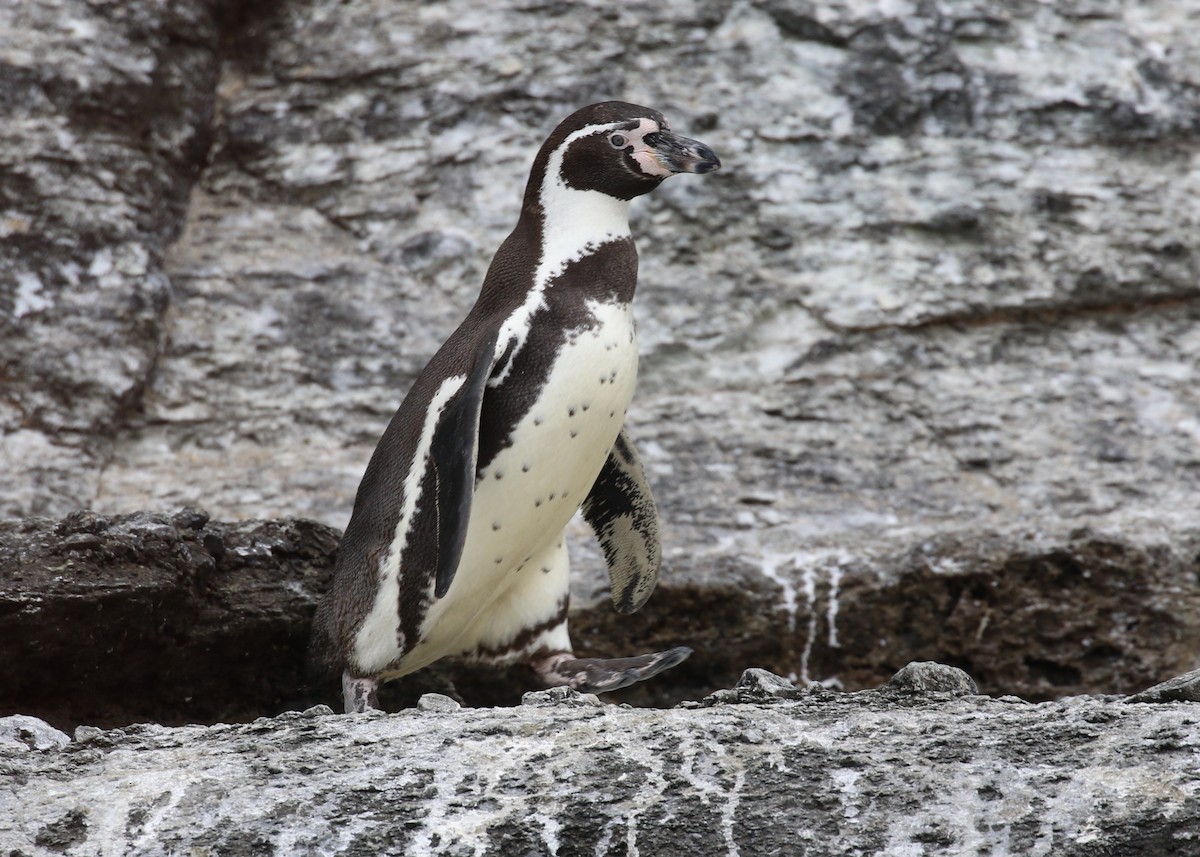 Humboldt Penguin - ML399586091