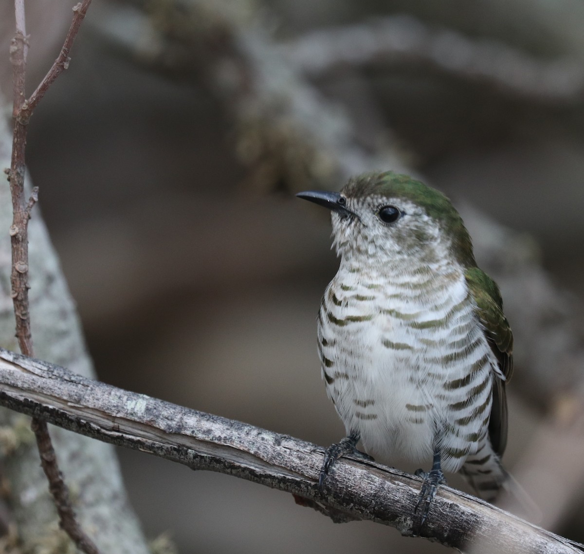 Shining Bronze-Cuckoo - ML399586721