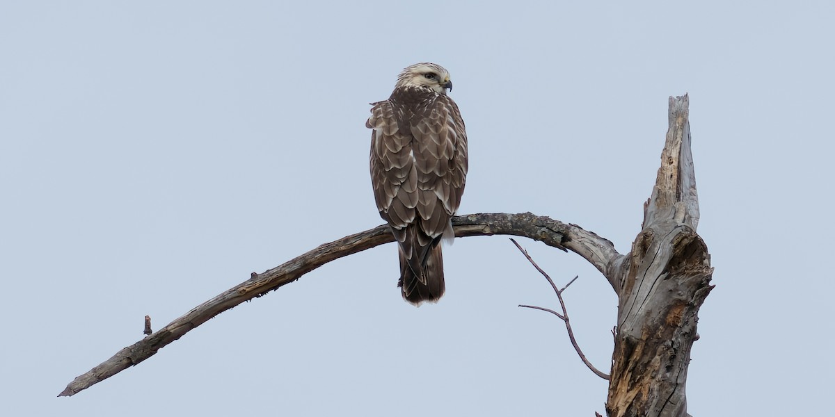 Rough-legged Hawk - Rick Wilhoit