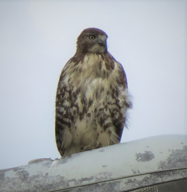 Red-tailed Hawk - ML399589851