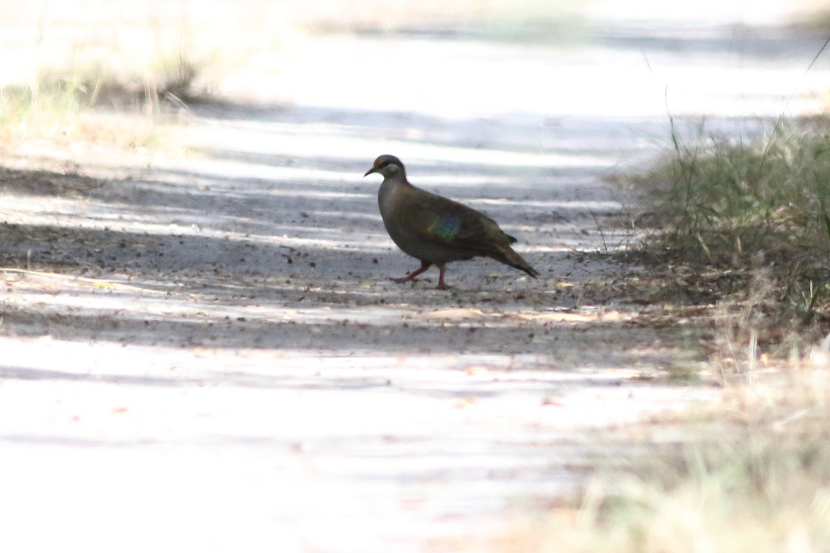 Brush Bronzewing - ML399590791