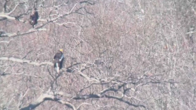 Steller's Sea-Eagle - ML399590901