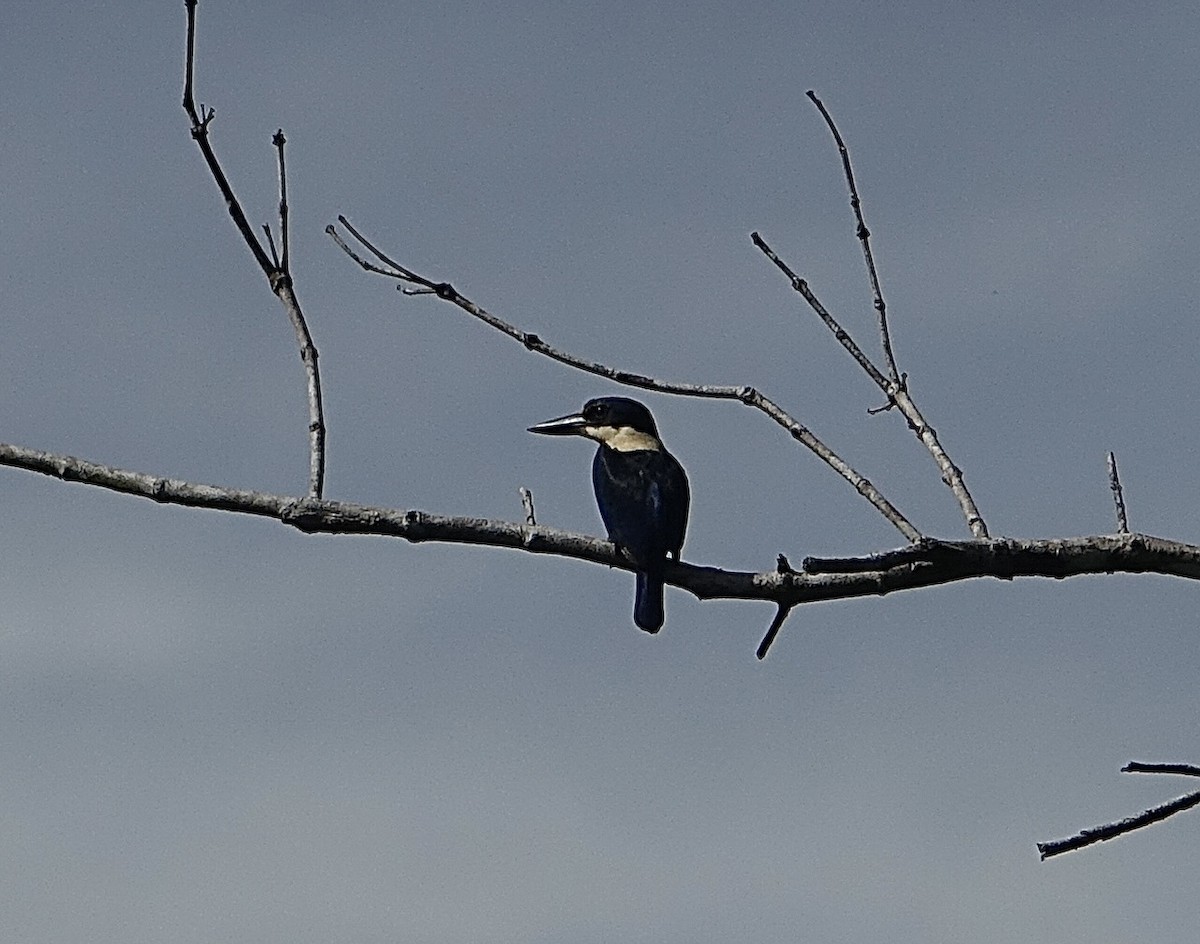 Melanesian Kingfisher (New Britain) - ML399591741