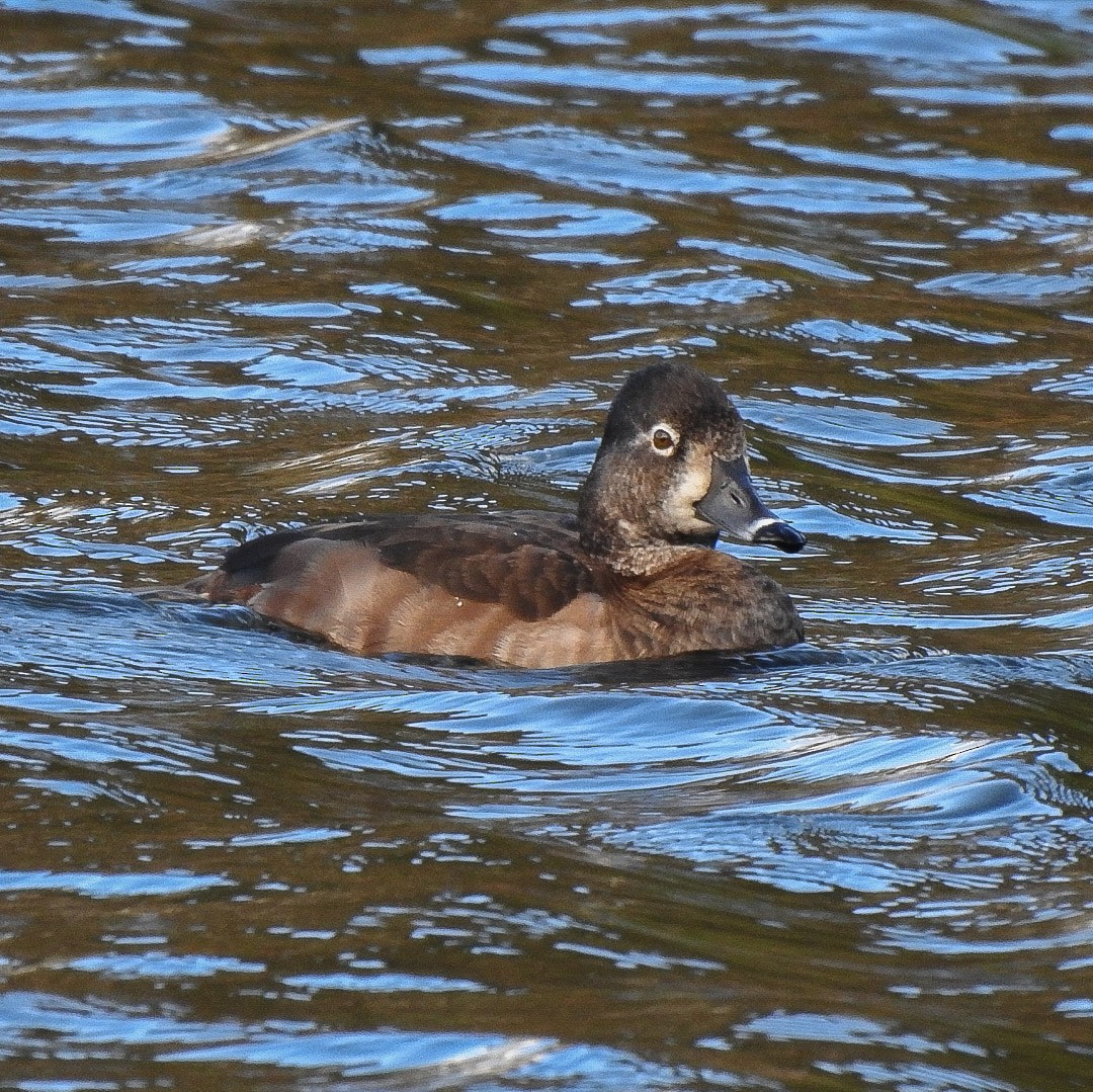 Ring-necked Duck - Fabian Torres