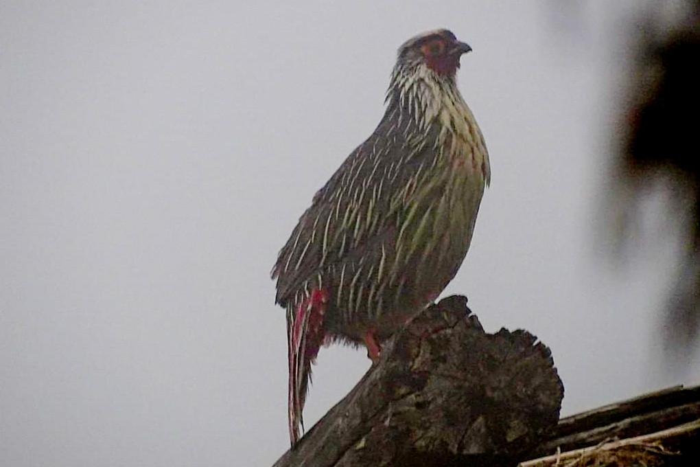 Blood Pheasant - ML399594301