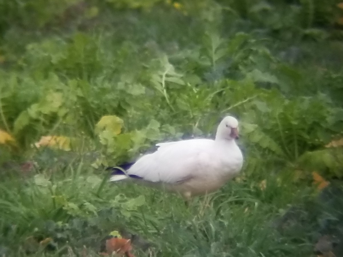 Ross's Goose - ML399595291