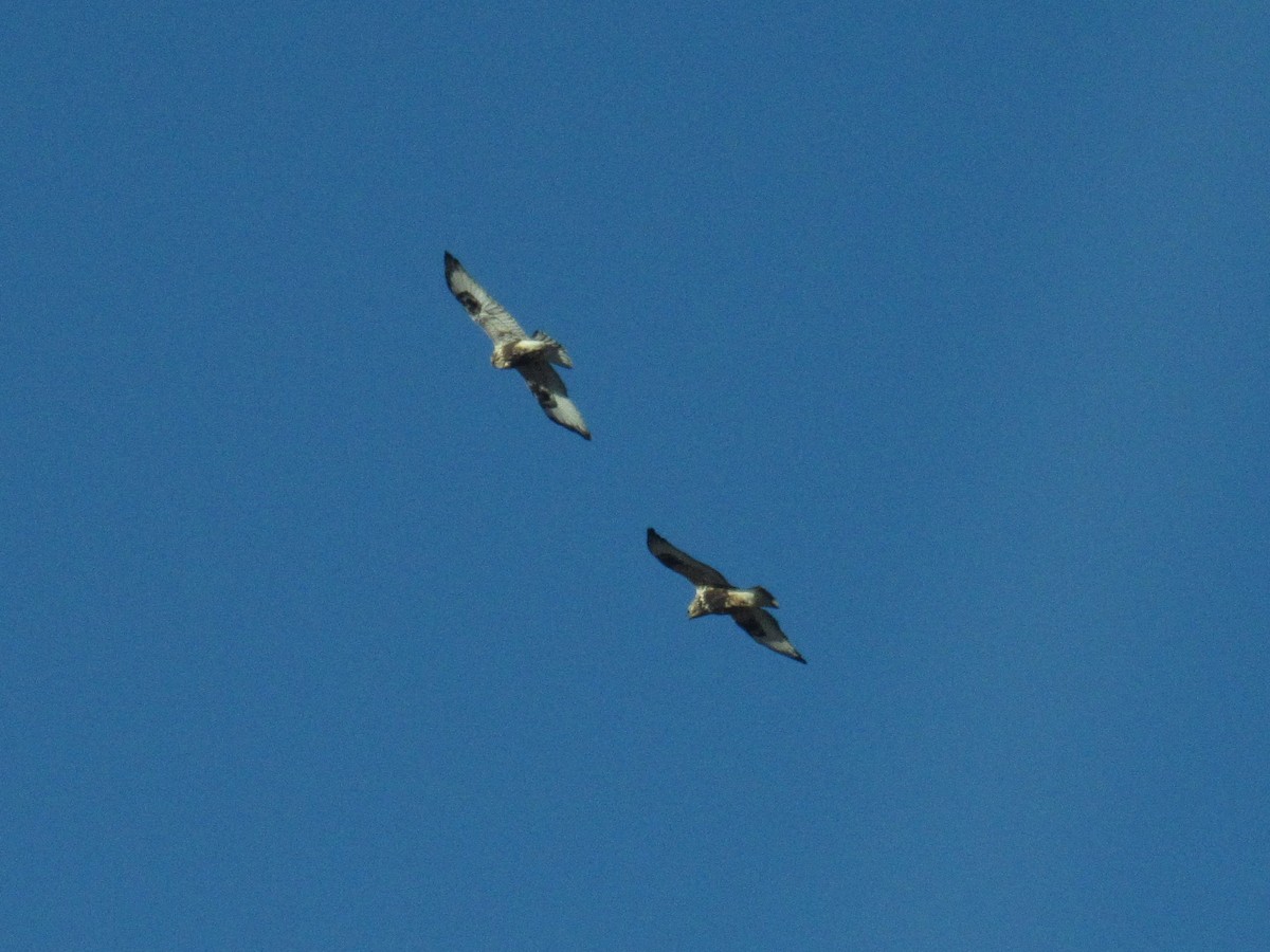 Rough-legged Hawk - ML399595341