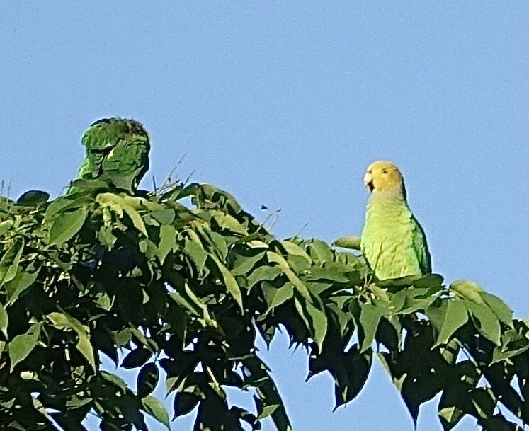 Singing Parrot - ML399595451