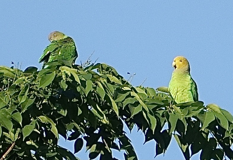 Singing Parrot - ML399595461