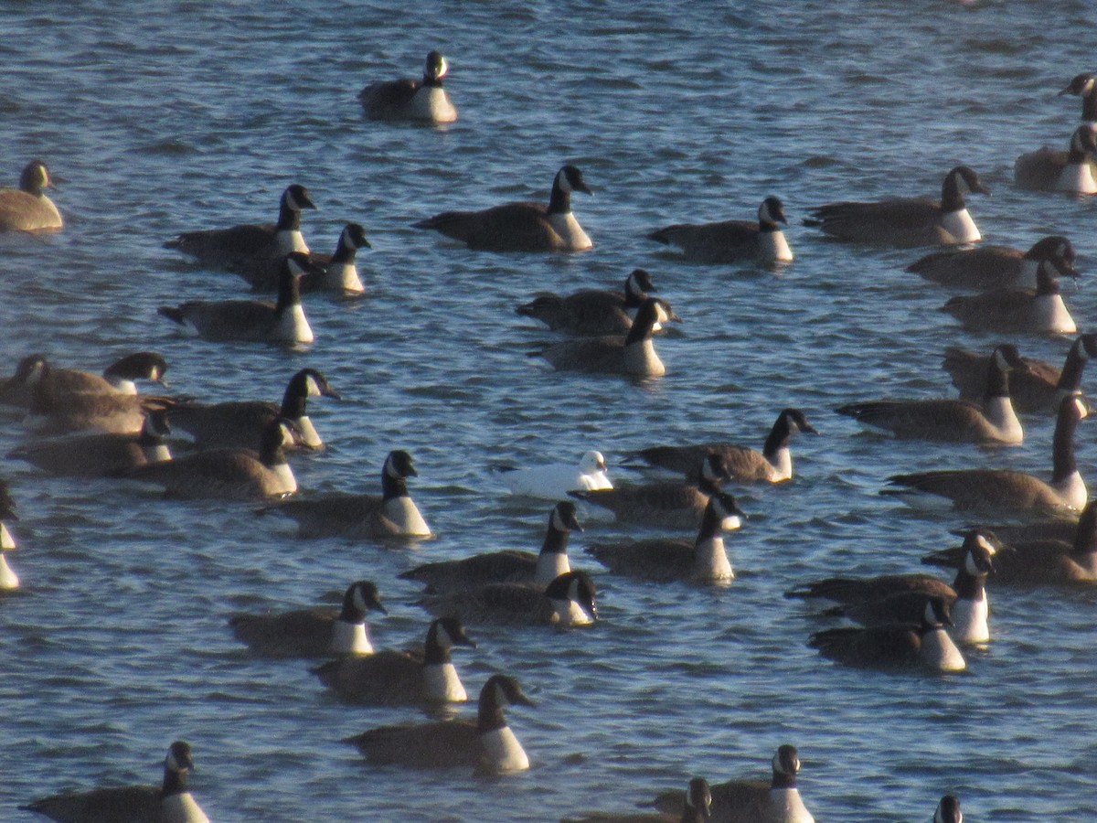 Ross's Goose - ML399595701