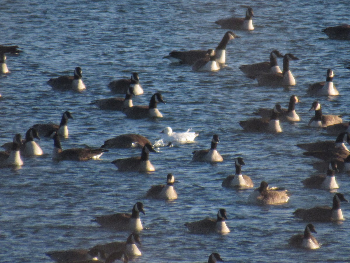 Ross's Goose - ML399595711