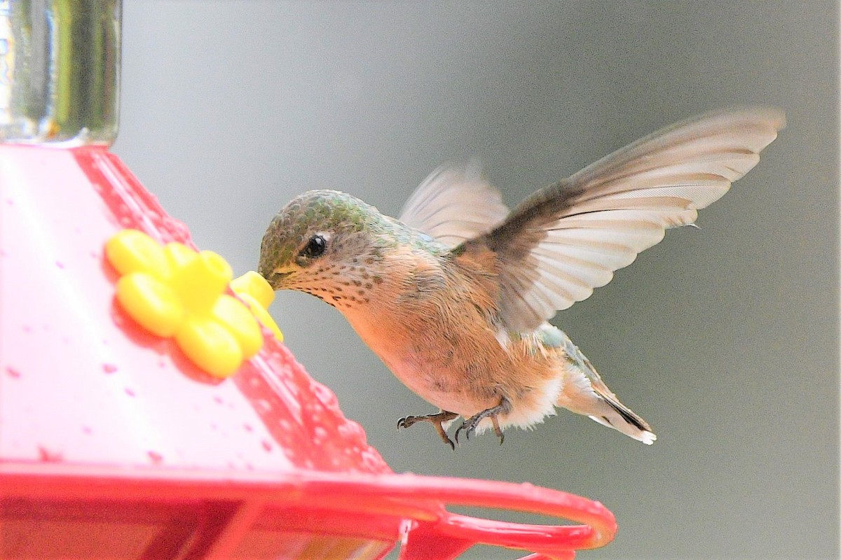 Calliope Hummingbird - Anne Spiers