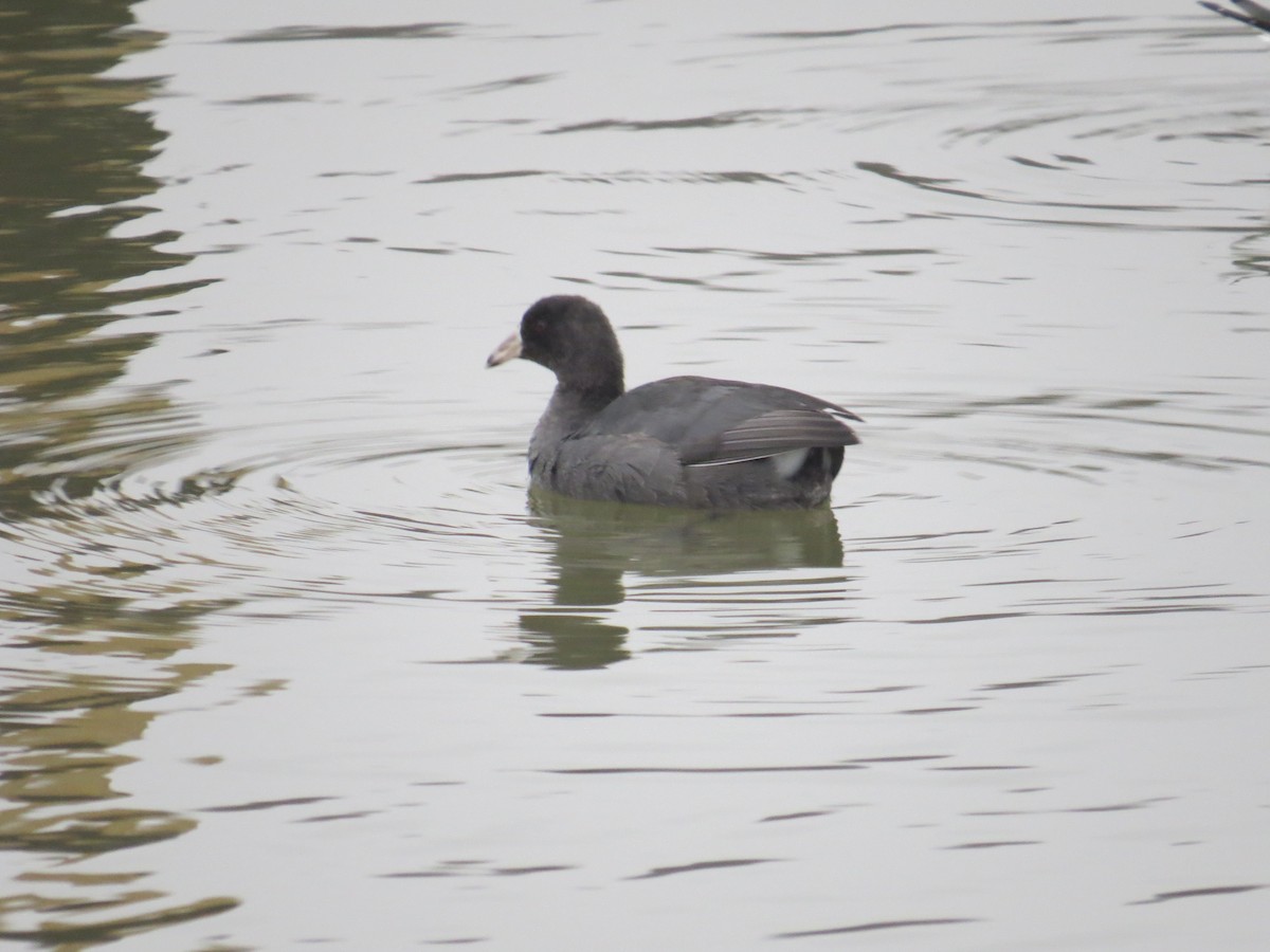 American Coot - ML399596761