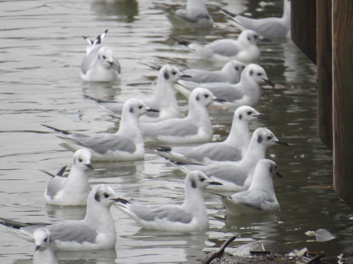 Bonaparte's Gull - Ethan Maynard