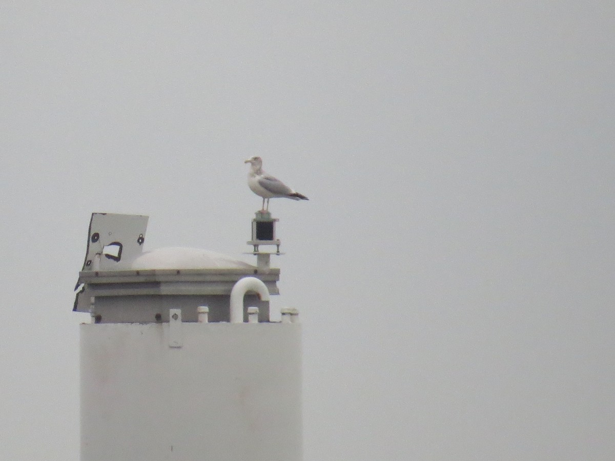 Herring Gull - Ethan Maynard