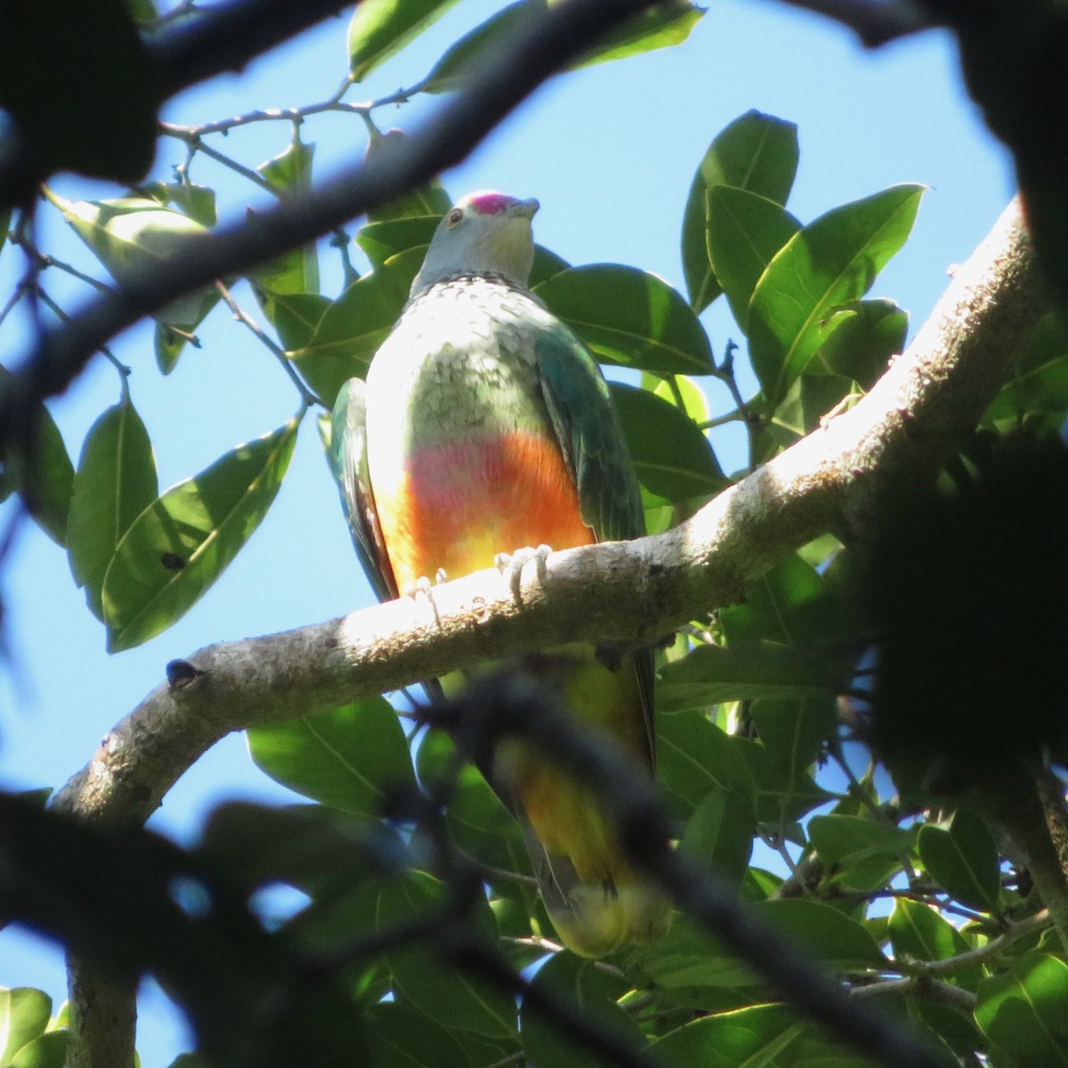Rose-crowned Fruit-Dove - ML399599191