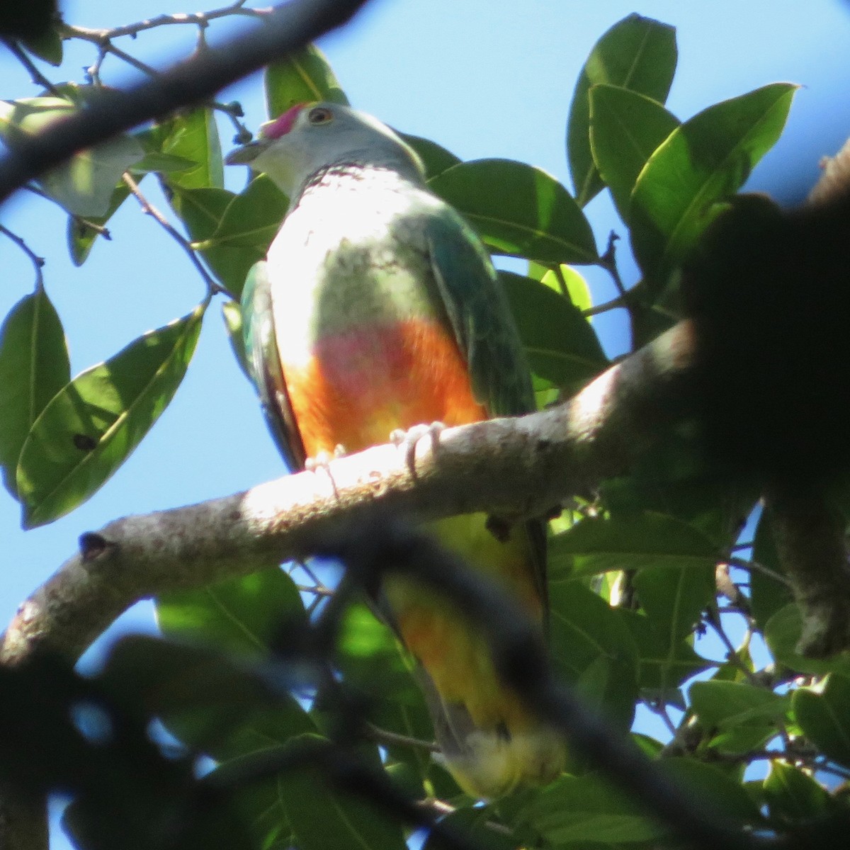 Rose-crowned Fruit-Dove - ML399599261