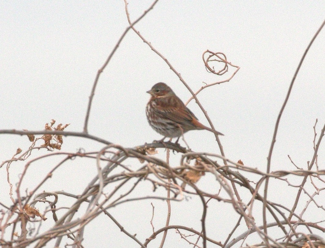 Fox Sparrow - ML399599621