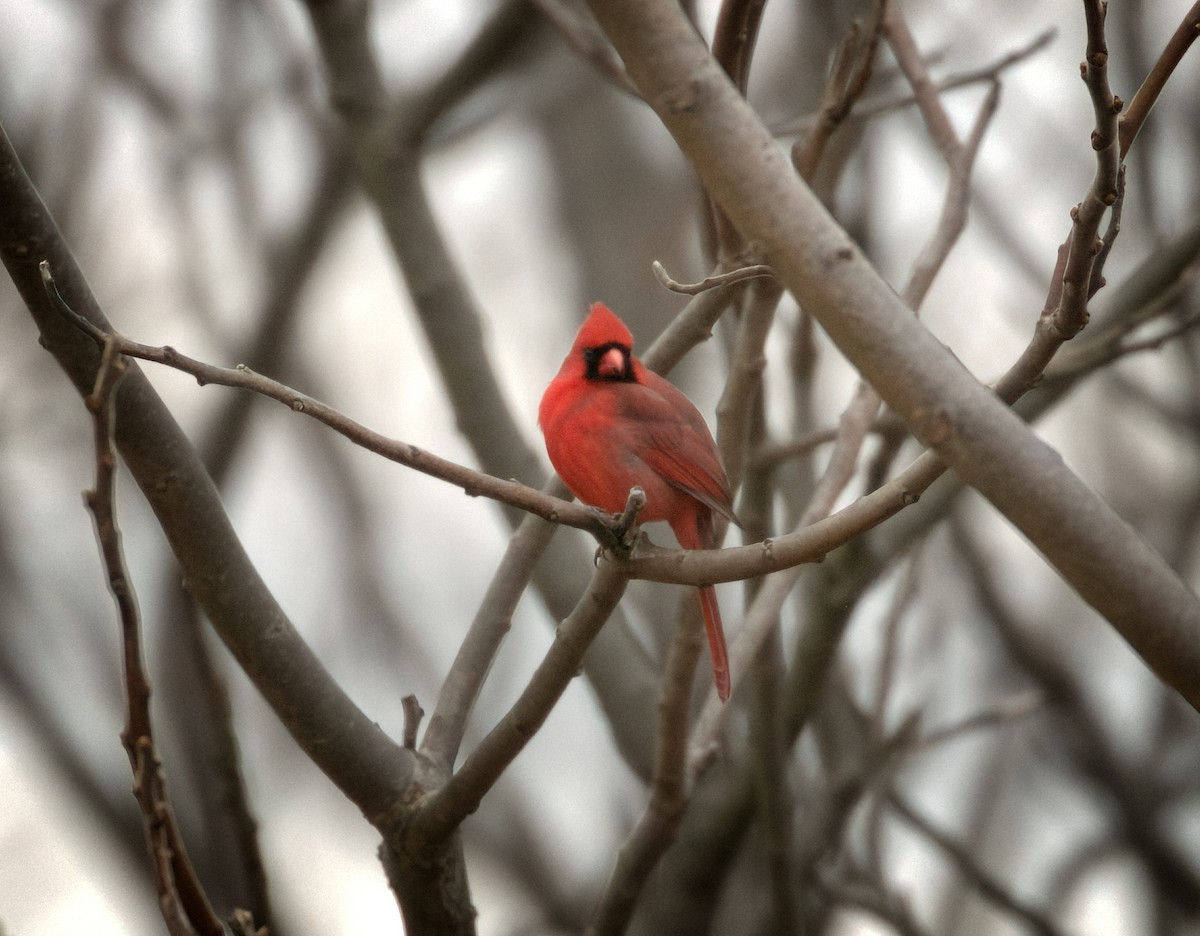 Northern Cardinal - ML399599641