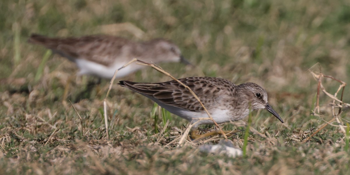 Least Sandpiper - ML399600061