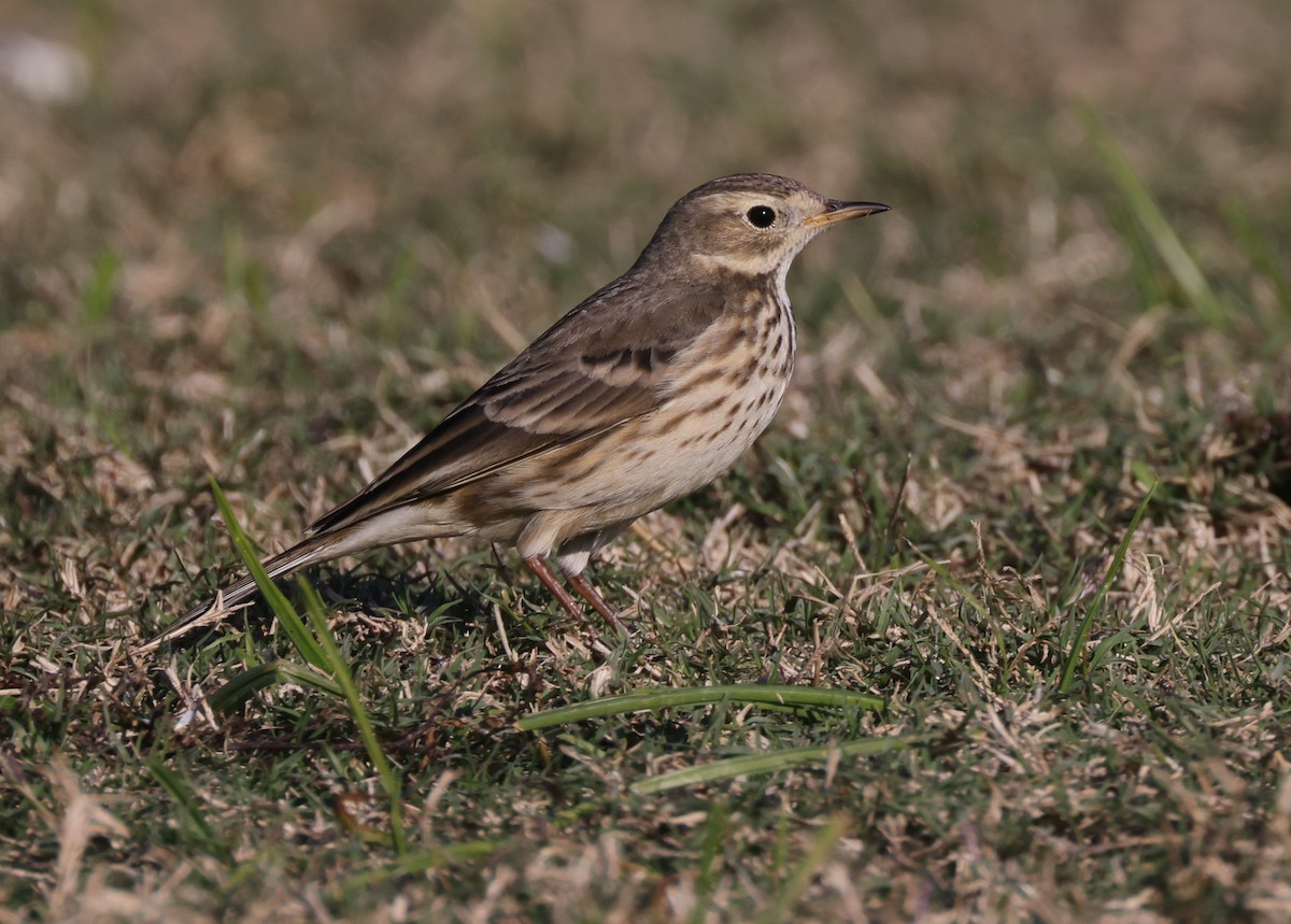 American Pipit - ML399600261