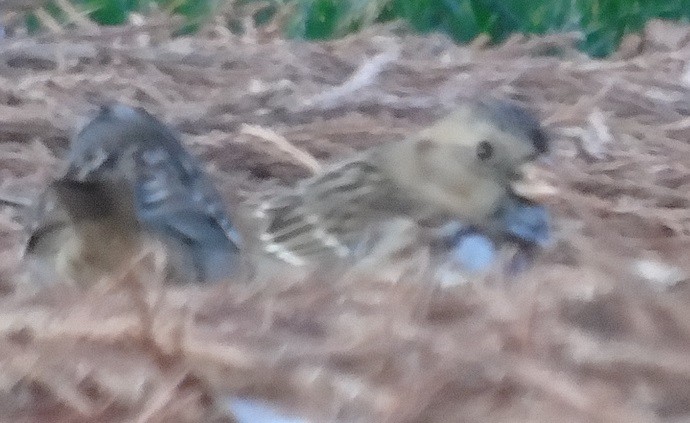 Harris's Sparrow - ML399600731