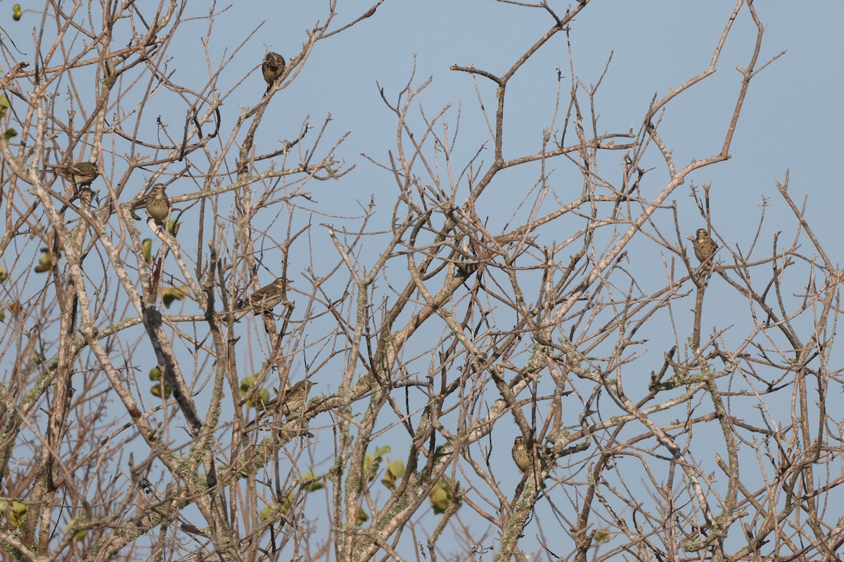 American Pipit - ML399600921