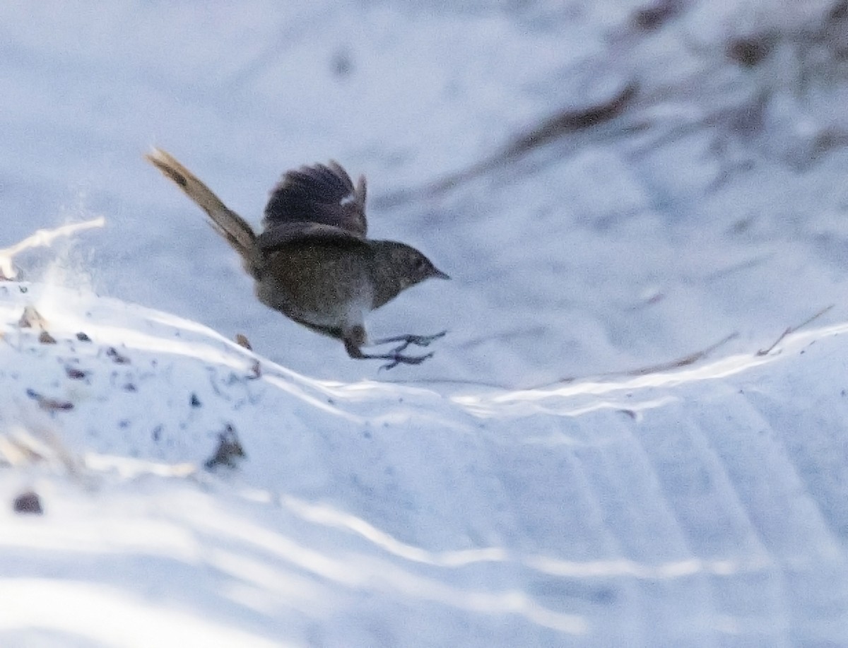 Western Bristlebird - ML399601111