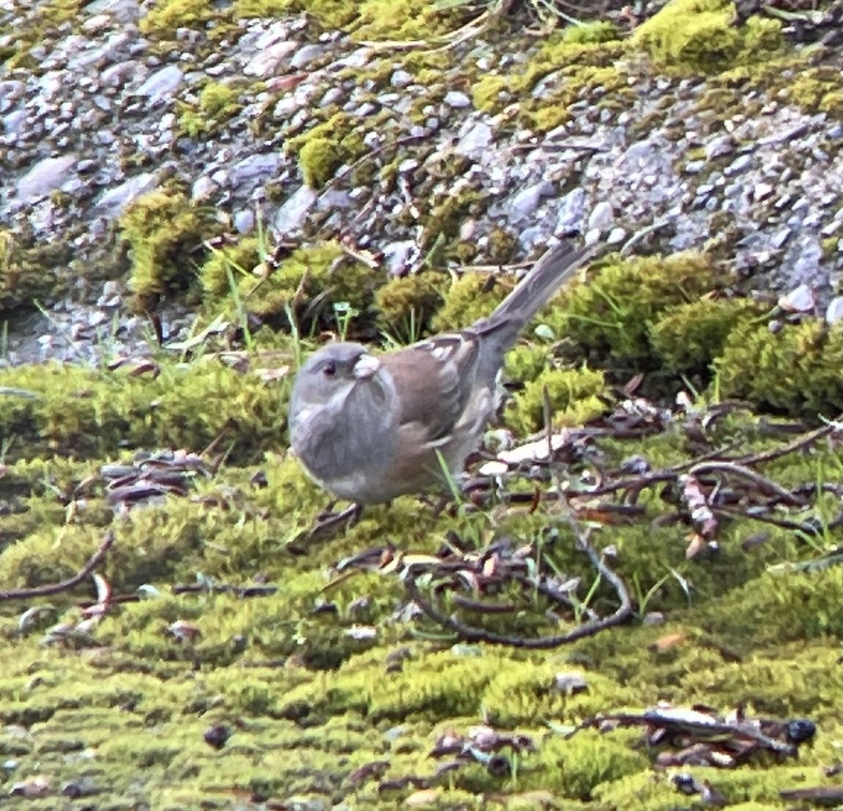 Dark-eyed Junco - ML399601361