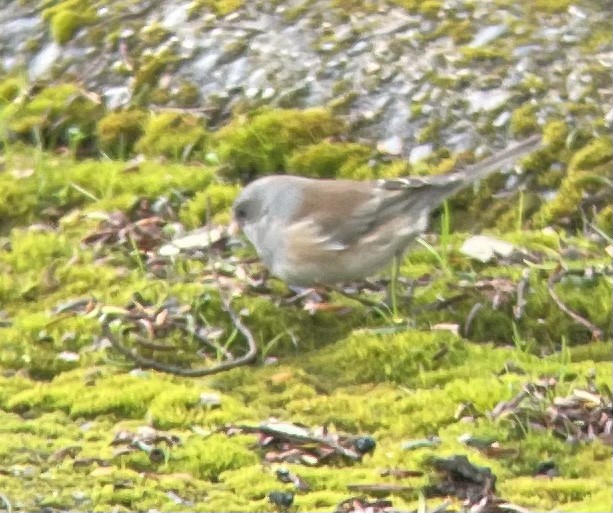 Dark-eyed Junco - ML399601371