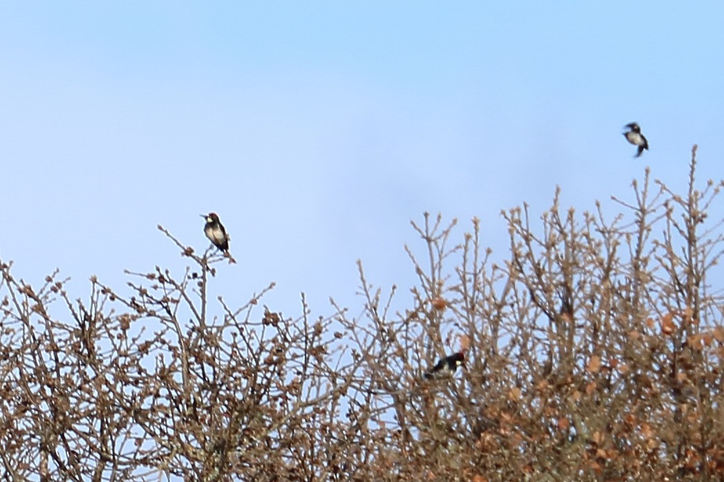 Acorn Woodpecker - ML399601611