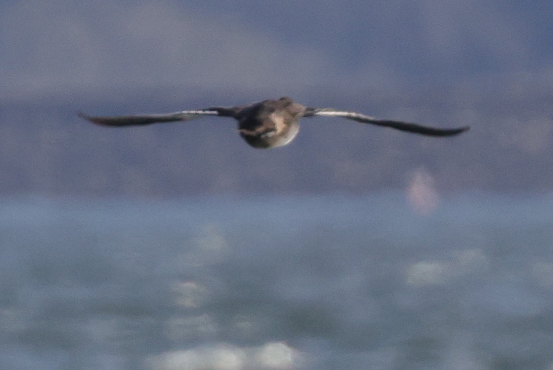 Lesser Scaup - ML399602721