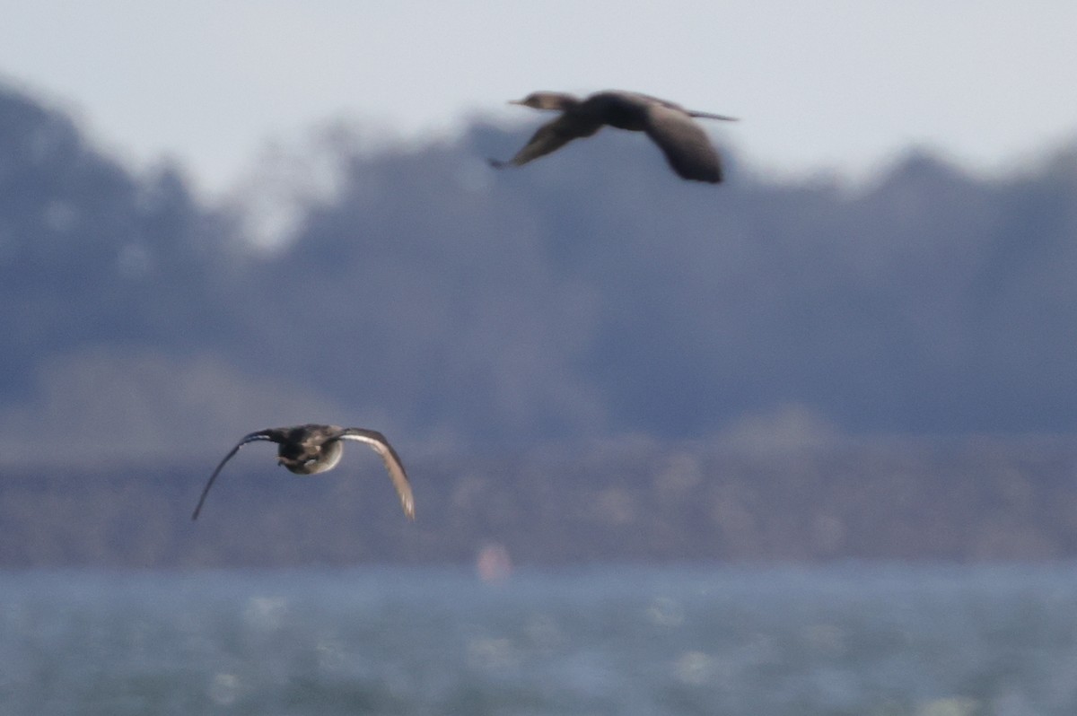 Lesser Scaup - ML399602731