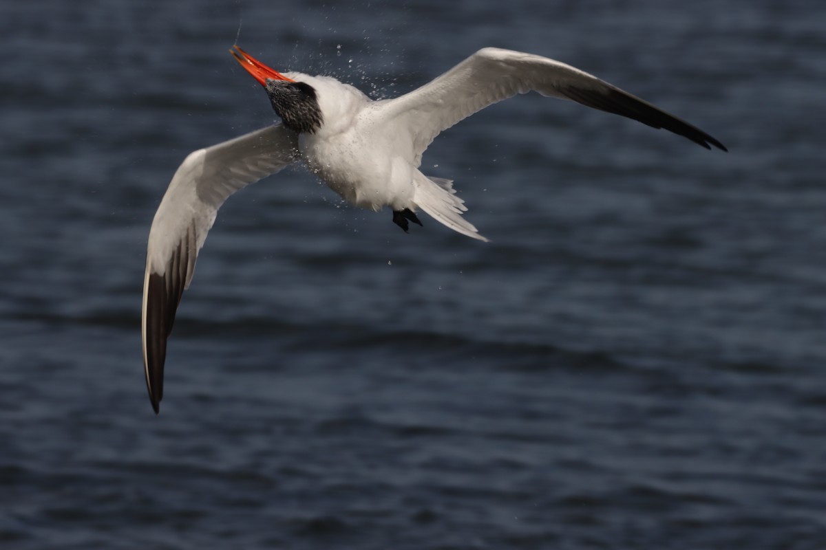 Caspian Tern - Braydon Luikart