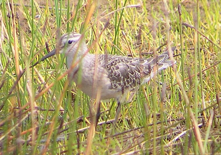 Stilt Sandpiper - ML399603841