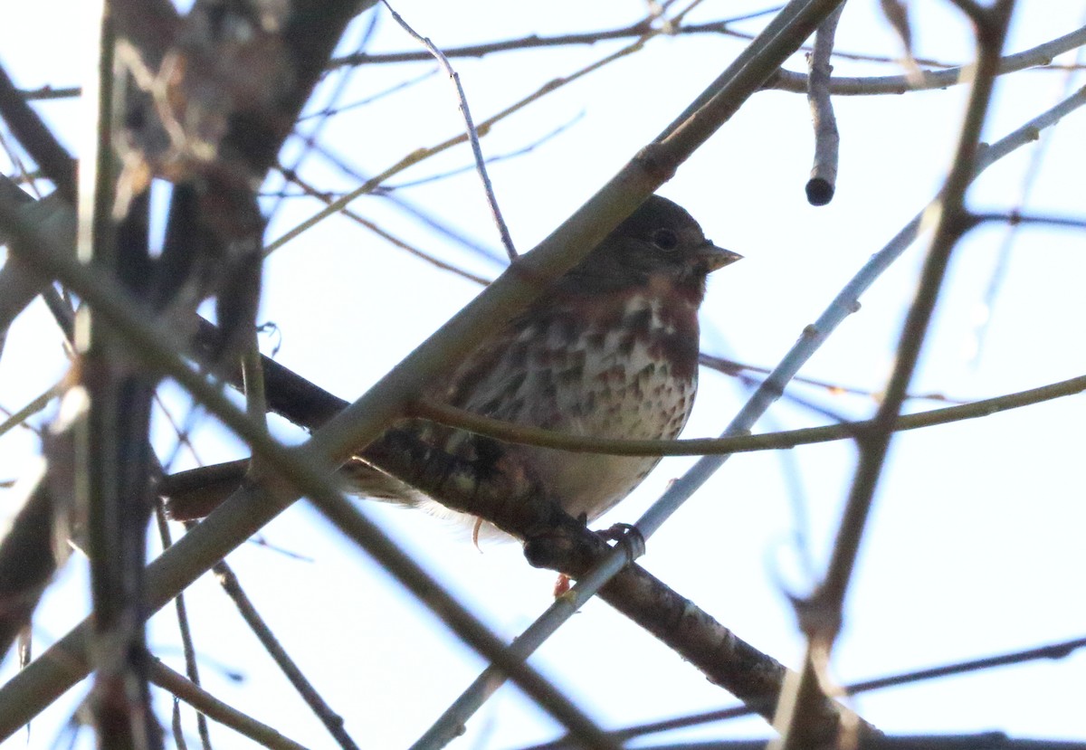 Fox Sparrow (Sooty) - ML399604121