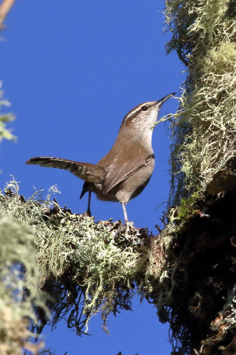 Bewick's Wren - ML399604331