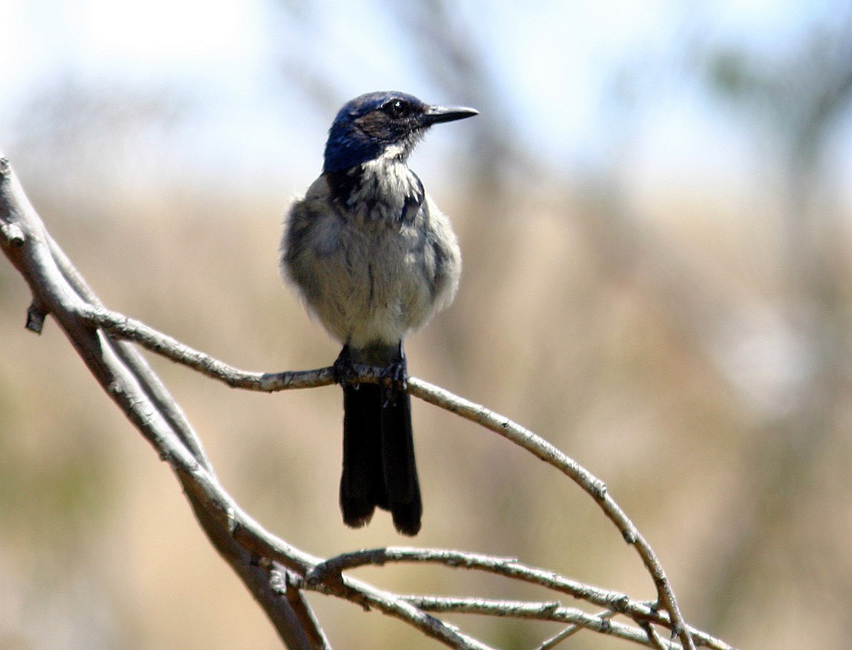 Island Scrub-Jay - Brandon Best