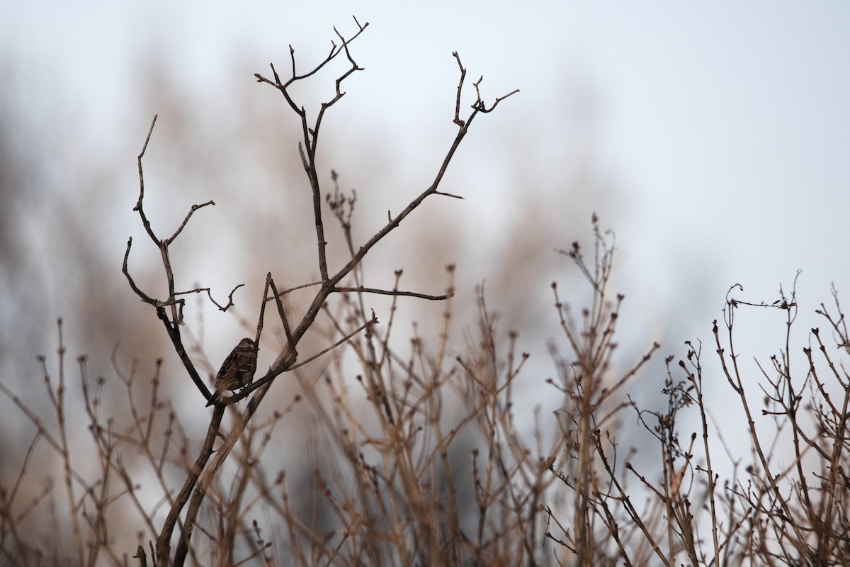 American Tree Sparrow - ML399604931