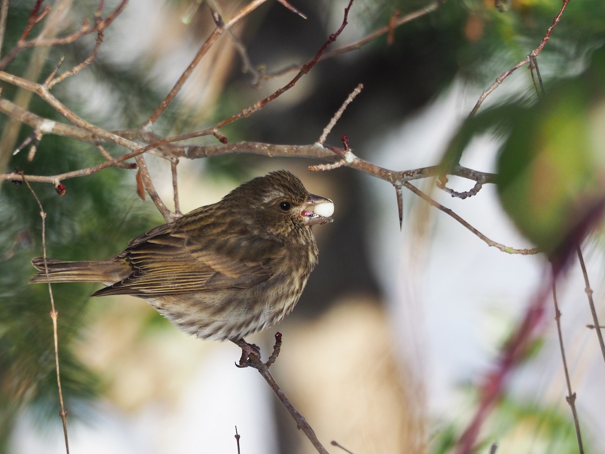 Purple Finch (Western) - ML399605351