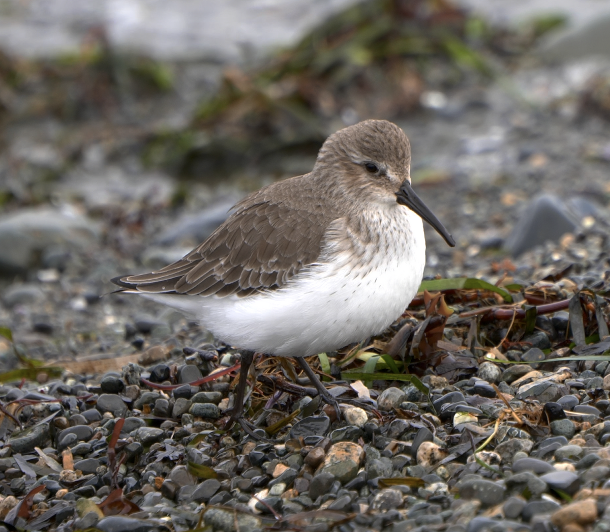 Dunlin - ML399606251