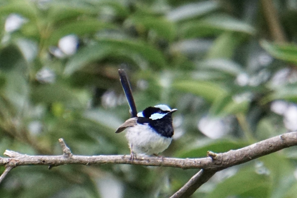 Superb Fairywren - ML399607121